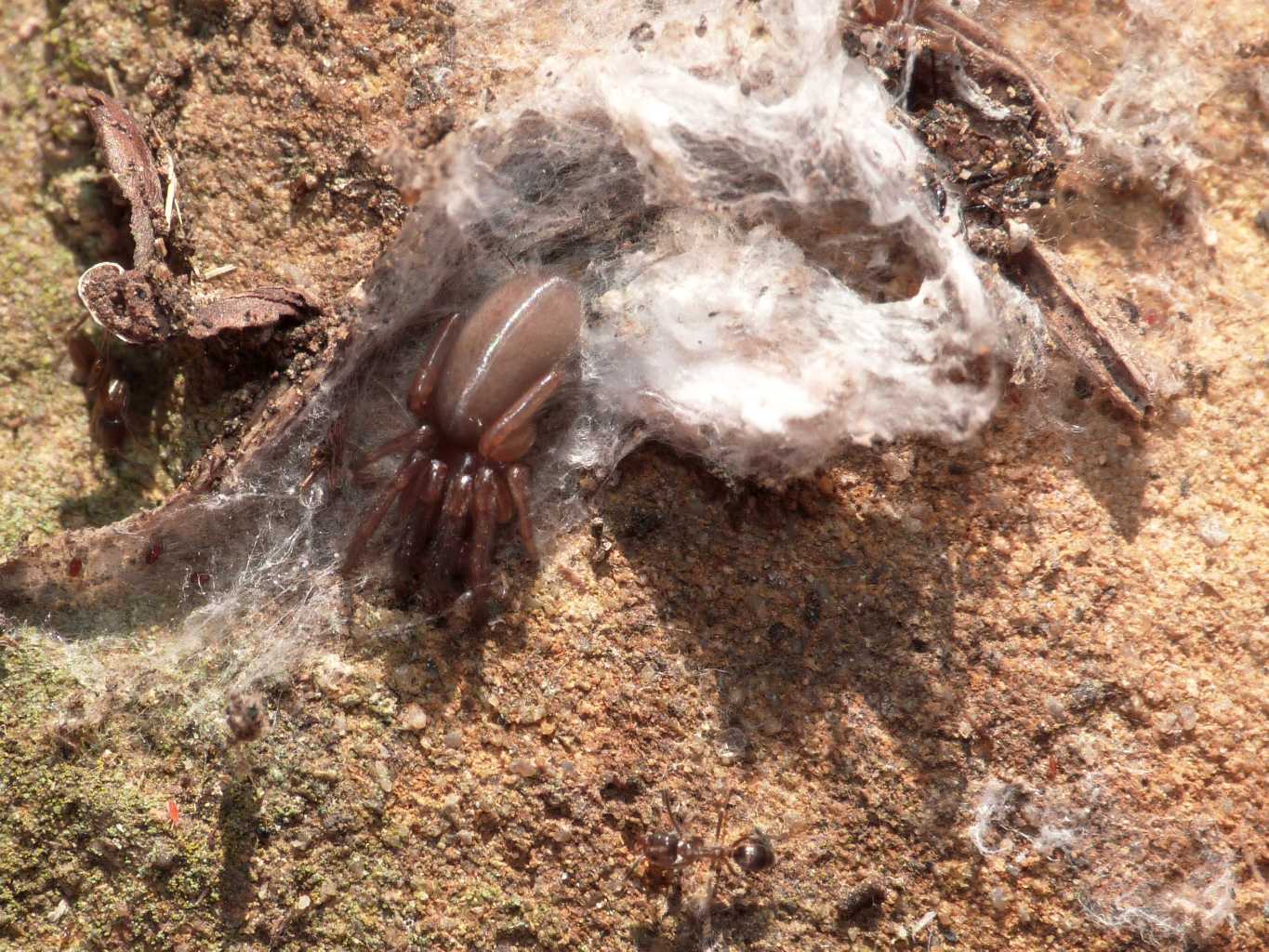 Ragnetto misterioso (Ariadna insidiatrix?) - S. Severa (RM)